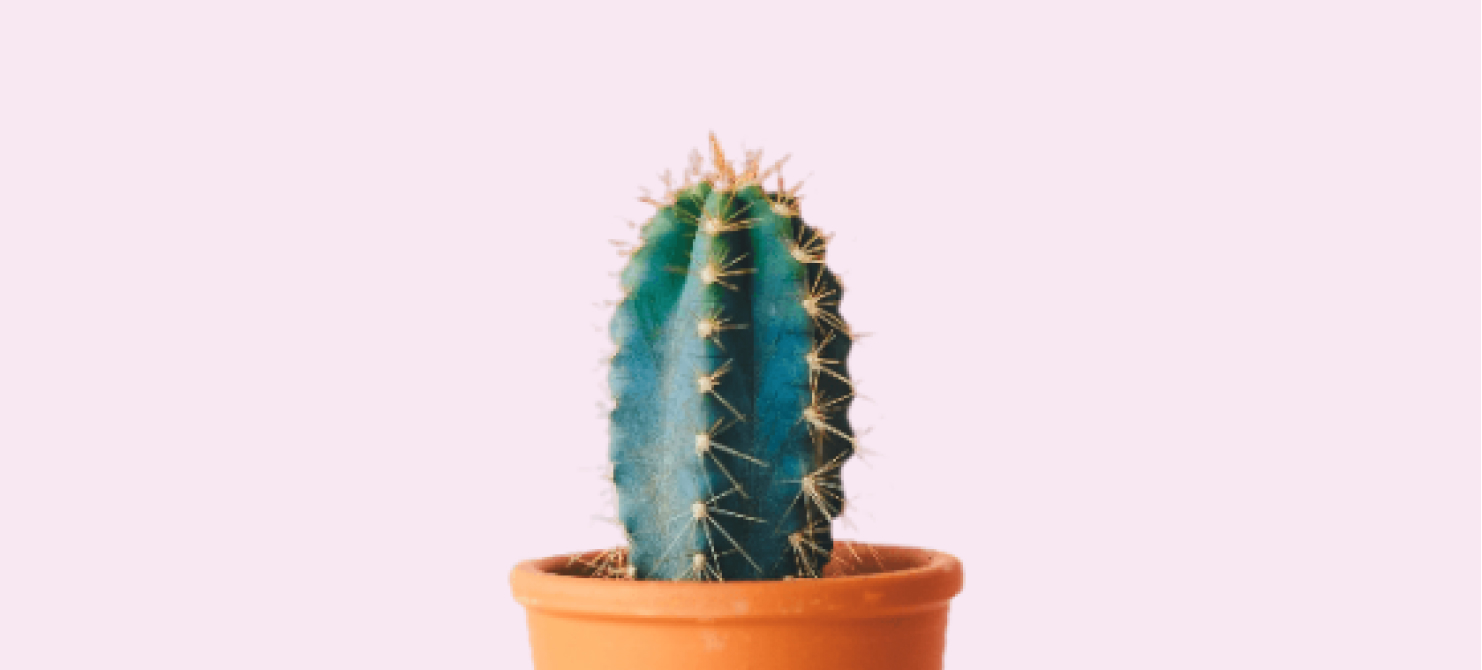 Cactus thumbnail image